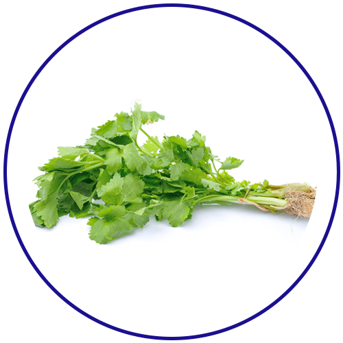 Cilantro